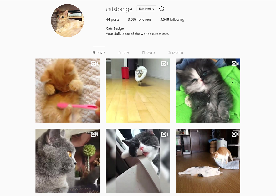catsbadge.png